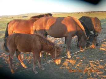 culture_tour_photo_mongolia (9)